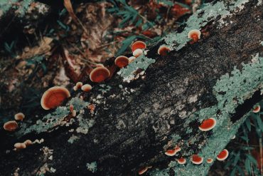 Medicinal Mushrooms – Chaga